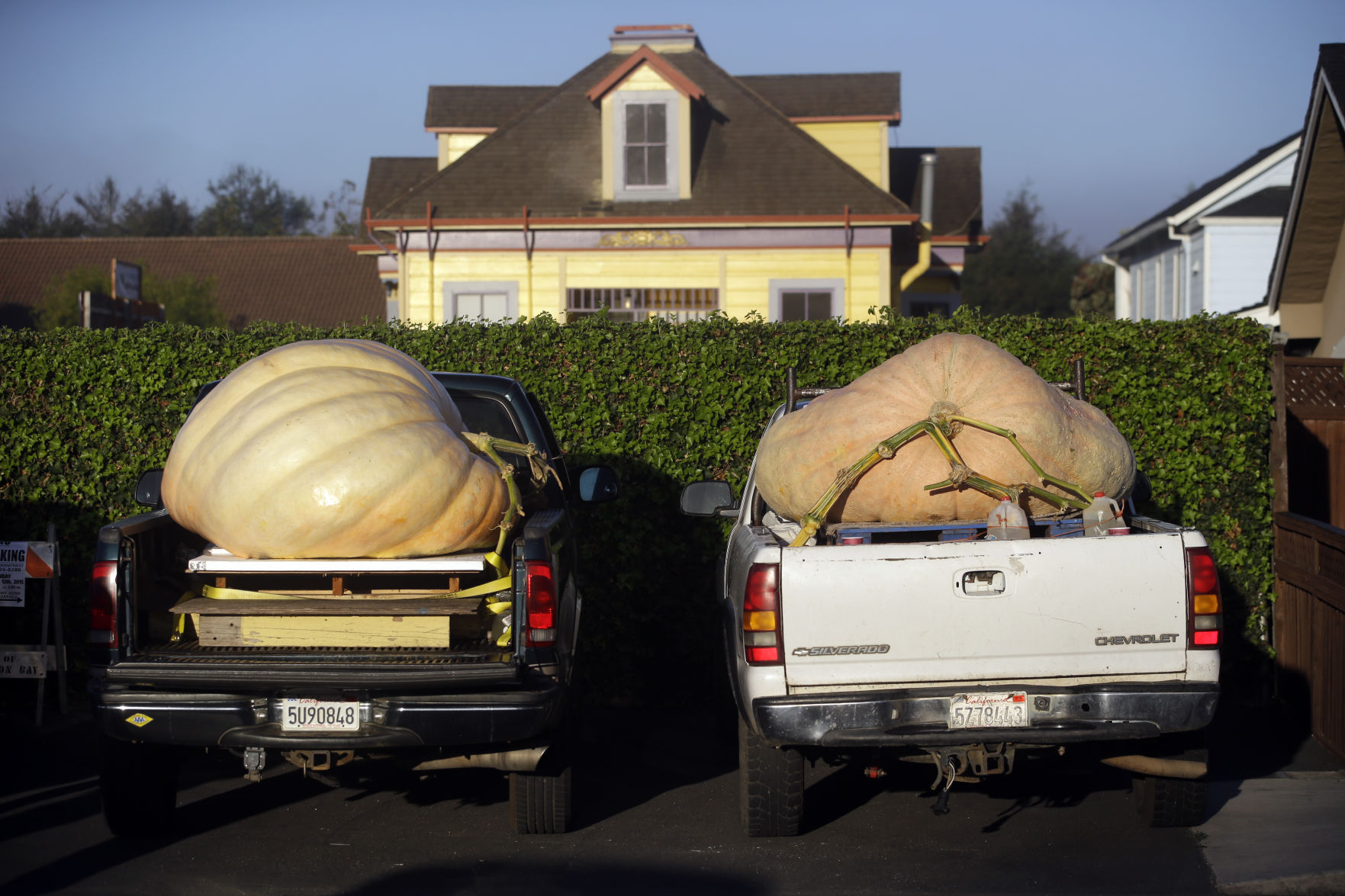 Pumpkin Contest